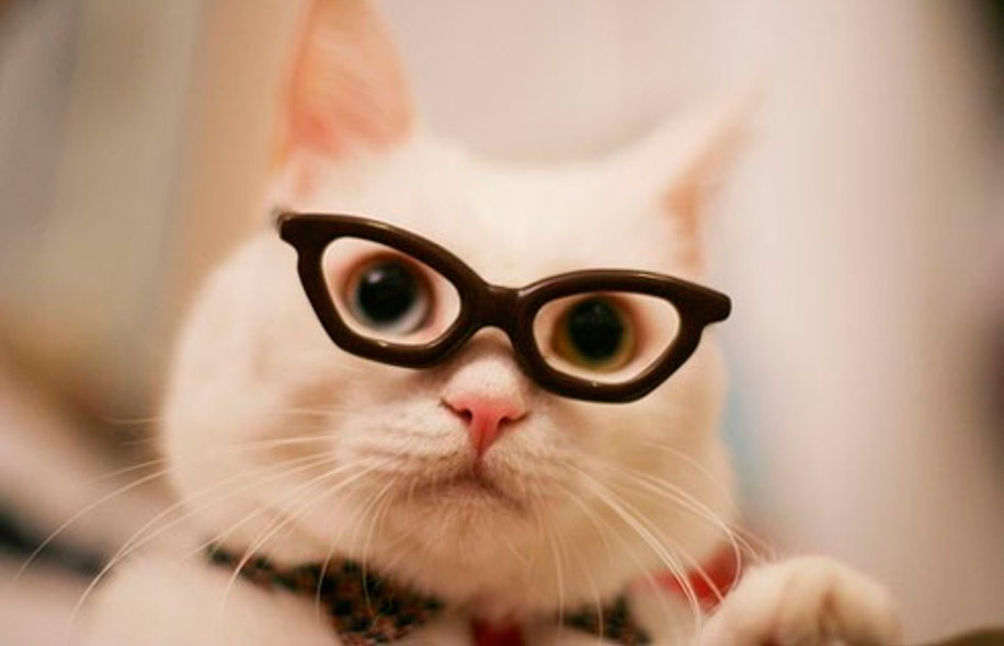 Существуют ли очки для котов? «Ochkov.net»