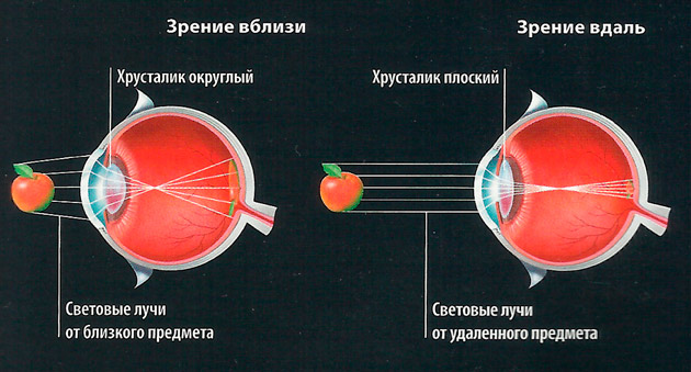 принцип зрения