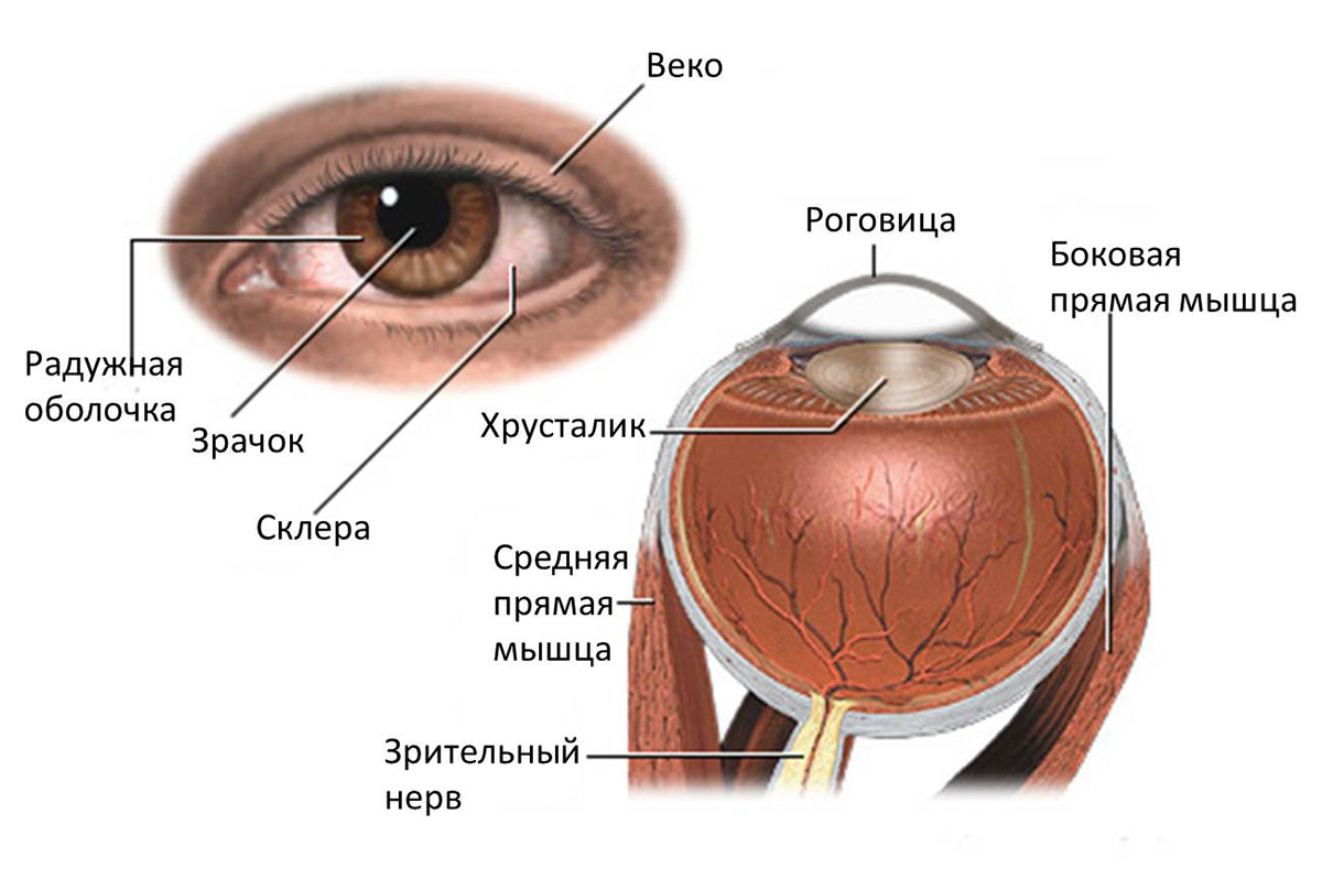 причины блефарита